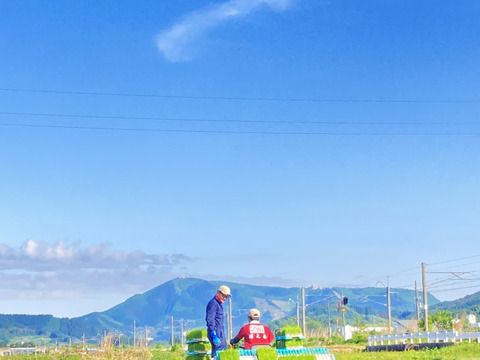 特別權之丞米【まっしぐら】玄米5kg