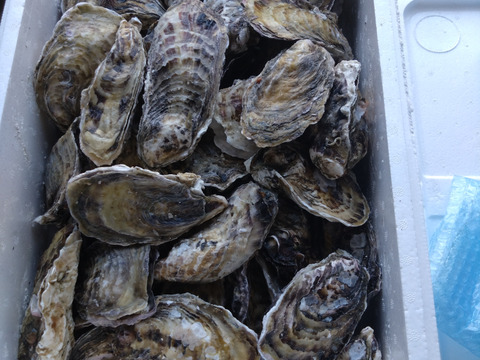 【水産庁補助事業　送料無料】🦪 生食用８ｋｇ（56~130粒） 殻付き 牡蠣 牡蛎 殻付き牡蛎 kaki カキ 松島牡蠣屋 BBQに最適🔥 海産物 オイスター 生牡蠣