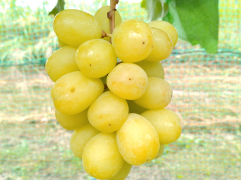 最終セール　ぜひ説明文をご覧ください！　シャインマスカット　お得な家庭用　1.5～1.8キロ（大小込み目安　4～6房）