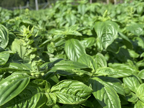 訳あり！バジル農家の採れたて生バジル　５００g