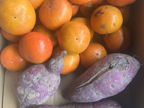 訳ありサツマイモほくほく、ねっとり食べ比べ❓と甘柿でセットでお届け！食べてみてのお楽しみ1000g(芋掘り体験会後で3品種混合に😅)甘柿2500g