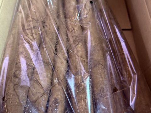 秋香ごぼう　1.5キロ（土付き）✨太くて短い使いやすいサイズ‼️ 掘り立て発送💨