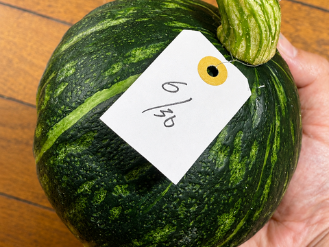 激レア 超なめらか固定種かぼちゃ『きぬごし』 かぼちゃ (3.5kg 3個