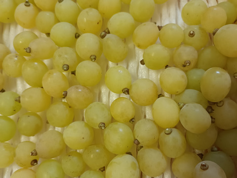 完熟！黄金シャインマスカット1kg粒(500g×2パック)