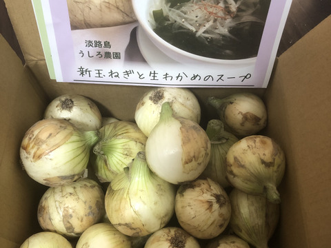 【小玉】淡路島 新玉ねぎ！使い切りサイズ！3kg【ひょうご安心ブランド認証】特別栽培