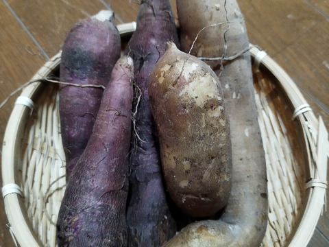 奥出雲産　農薬不使用野菜　自然栽培ヤーコン 1キロ