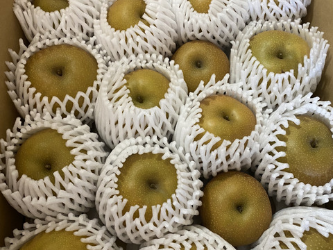 【家庭用】鳥取県の梨「新甘泉」糖度14度　約5ｋｇ