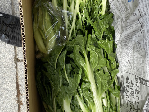 苦みがたまらない！プンタレッラ/イタリア気分に♫(2株)