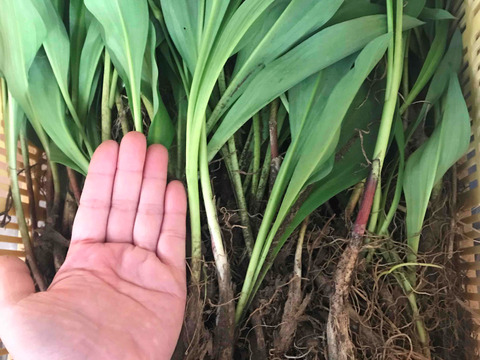 【秋苗10月発送！】4年物 50本　行者にんにくの苗根