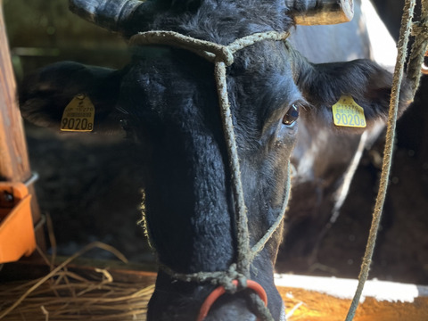 【冬ギフト】熨斗付化粧箱でお届け・経産肥育黒毛和牛たっこみゆき牛【焼き肉用500g】青森県田子町産経産牛【福袋】