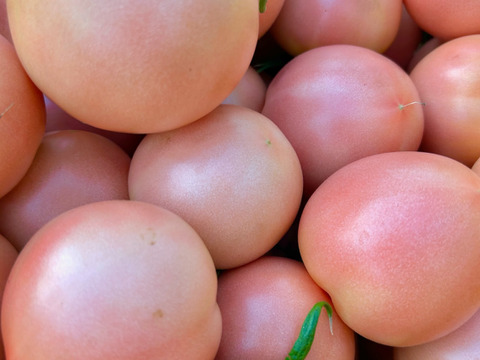【とろける果肉】甘さと酸味が美味しいコクうまトマト2kg以上🍅【千葉県産】