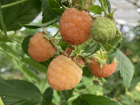 国産ラズベリージャム【オレンジラズベリーと赤ラズベリーのミックス】