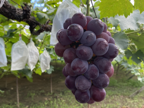 【赤秀】朝採れピオーネ｜農家直送1.0kg（500g×2）