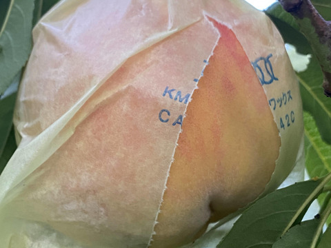 初秋の桃(黄金桃の夕月、白桃系の玉うさぎ）！
タイミングが合えばネクタリン（ファンタジア）が入るかも