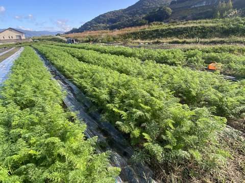 カラダが喜ぶ!!旬のお野菜セット11~15種類【おまかせ100】