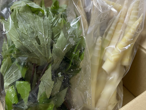 【4月下旬～6月上旬】春の恵み！プロお任せ山菜セット　2000円