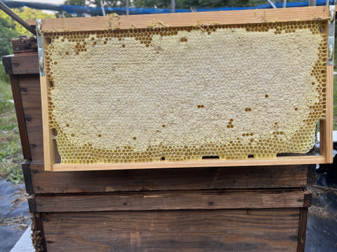 R7.秋の新蜜　西洋蜜蜂のはちみつ
大阪産　キウイ畑の生はちみつ