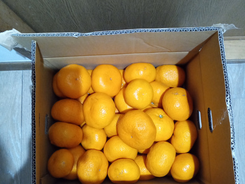 大きくて食べ応えあり！！　青島🍊みかん！3L~特大サイズ　    10ｋｇ　箱込み