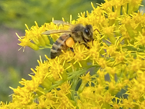 【敬老の日ギフト】
令和7年、今年も美味しい百花新蜜が採れました！
純粋鹿児島産 百花蜜 250g ニューボトル
スティックハニーギフトボックス2箱
メール便でお届けします！