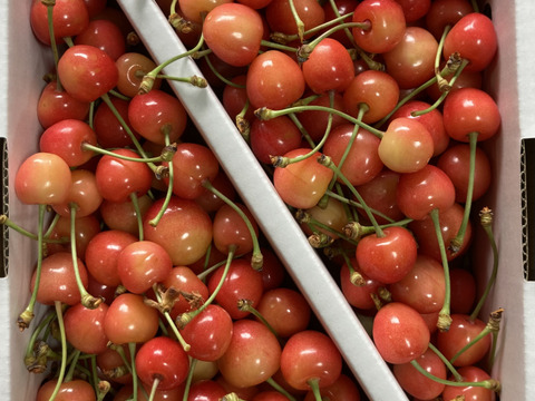 先行予約❗️🍒さくらんぼ佐藤錦🍒訳あり加工用　1キロバラ詰め