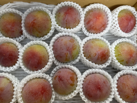暑い日にぴったりなすもも(サマーエンジェル)