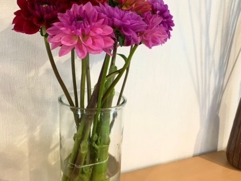 【鮮やか新鮮・産地直送】ダリア花束 「スペシャルMix」色混色10本（40〜50cm）