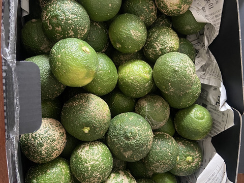 キズありカボス(6kg)※注意事項必読