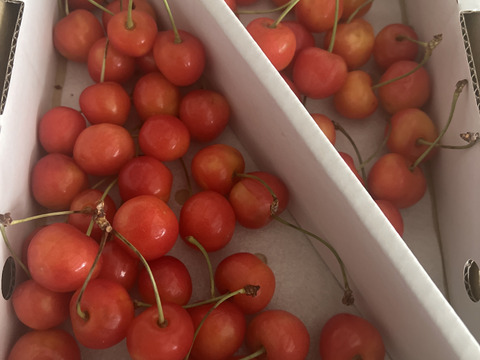 【常温便】朝どりさくらんぼを直送！M～２Lサイズ８００gご自宅用（佐藤錦または紅秀峰）
