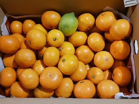 食べ始めると止まらない広島産いしじミカン 小玉 5kg