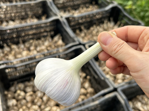 貴重な在来種！ニンニク【有機JAS取得】1kg （サイズミックス/玉