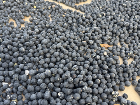 ☆新豆☆丹波で育てた本黒豆‼️お試し500ｇ‼️黒豆レシピ付き‼️