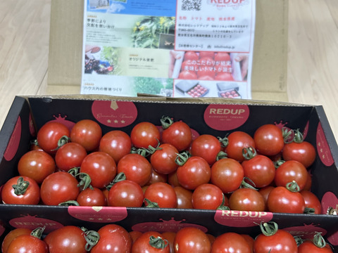 【特別栽培農産物の取得】ソムリエミニトマト　ダイヤ１.５ｋｇ