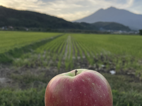 一度食べたらクセになる　木村農園の葉とらずスイート　3kg