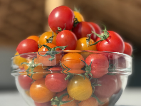 福島県大熊町産 ミニトマト食べ比べセット〈4品種・サンゴ砂礫農法〉800g〜3kg