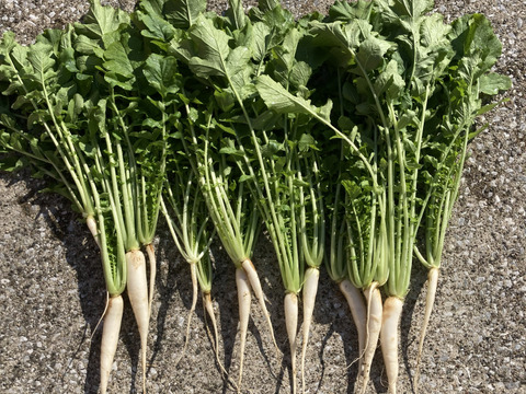 南房総市産　葉大根　1kg