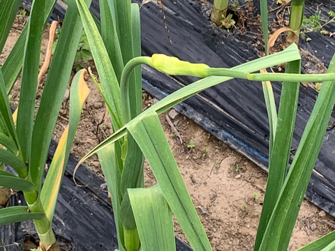 「コリンキー」１個(約５００g）と「ニンニク」３個セット【限定5箱】