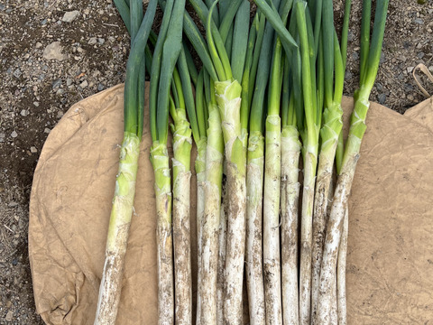 とろける甘さ！鍋料理におすすめ♪長ねぎ（土付き）5kg