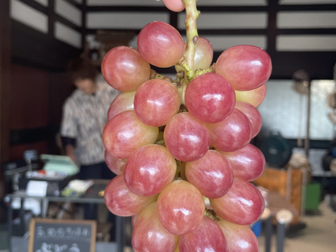 【朝どれ】【採れたて新鮮！！】コトピー[約1kg]9月下旬頃