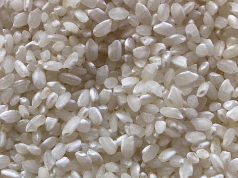 【令和7年 新米】いのちの壱 白米5kg （大粒希少米）岐阜県産