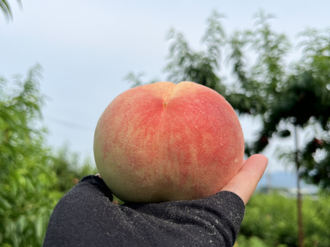 【今年初出品🍑限定50箱！】
和歌山県産　希少桃❗️あかつき🍑
1.8〜２㎏　６～9玉入り