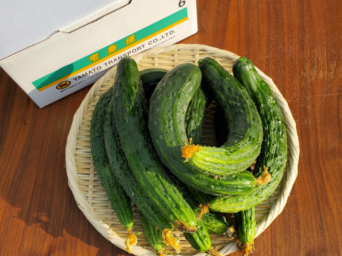 北海道産 ぶこつ黒さんご胡瓜(1.8kg、12本程度)