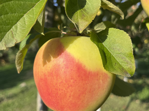 《予約商品》11月上～中旬 綺麗なぐんま名月 3キロ箱 7～11玉 長野県産