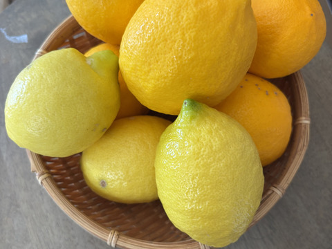 【数量限定・訳ありでお得】
マイヤーレモン／ビラフランカ／璃の香
3種おまかせレモンセット