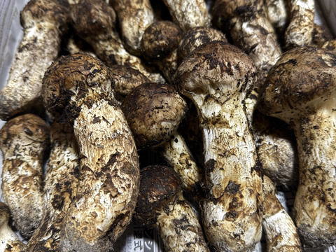 【ご家庭用】山形県産　天然松茸（開き）２００ｇ