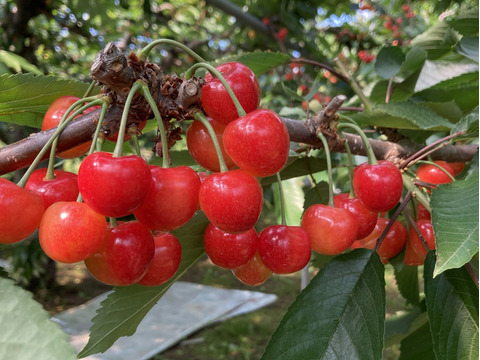 北海道仁木町産　佐藤錦720g(180g×4p)