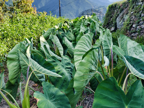 【箱詰め】干しずいき(芋がら)(50g×6袋)