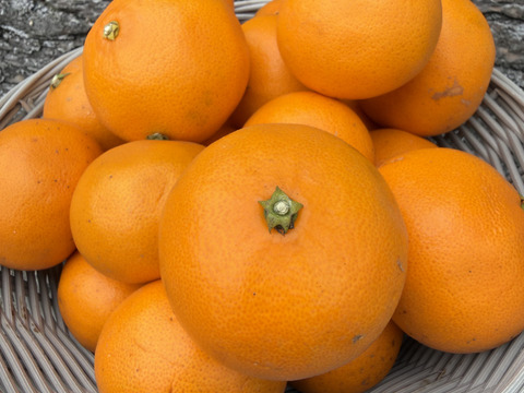 【訳ｱﾘ小玉！】【濃厚でジューシー♪】🍊希少品種 せとか ２.５kg🍊とろける濃厚甘み！果汁じゅわっ 【柑橘の大トロ／離島育ち】皆さん大好き濃厚小玉✨