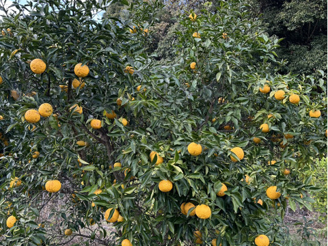 採れたて！まる美農園の柚子（2kg）【栽培期間中農薬不使用、ワックス防腐剤不使用】
