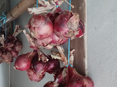 サラダにはこれ‼️甘くてジューシー大玉赤玉ねぎ