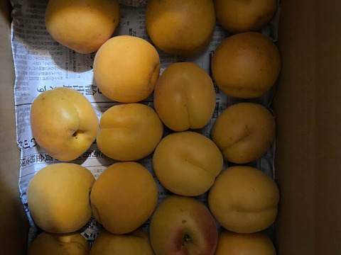 予約】大実あんず 山形県産 2kg：山形県産のその他あんず｜食べチョク